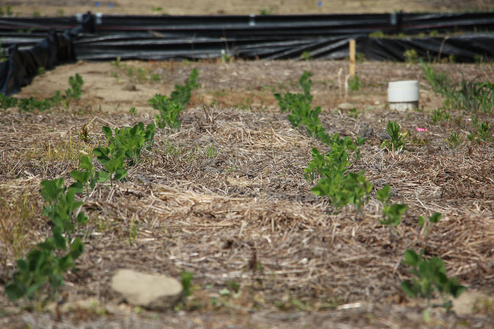 Soybeans growing at Ohio State's Waterman Agricultural and Natural Resources Laboratory. It's part of an experiment aimed at measuring the effects of farming practices on soil quality.
