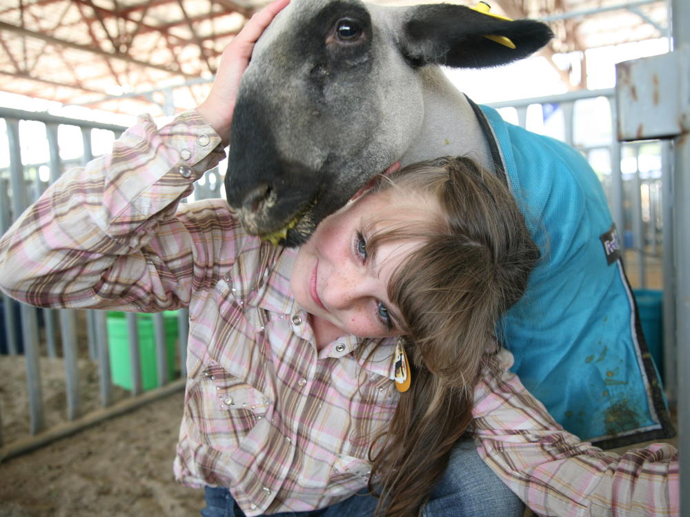 Danielle Long, 12, is one of hundreds of kids who were able to show their animals at a revamped version of the Mesa County Fair in western Colorado. She said she was happy to be there with Rocco, her lamb, but she knew it would be hard to see him auctioned off.