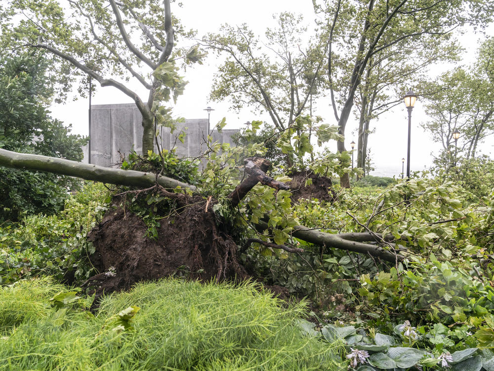 Tropical Storm Isaias downed wires and uprooted trees, like this one in New York City, leaving millions of customers without power in parts of the Mid-Atlantic and Northeast on Wednesday. The governors of Connecticut and New York have each declared a state of emergency and are calling for investigations into state utility companies' response.