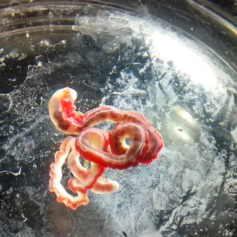 A parasitic flatworm found in the bile duct of a swell shark.