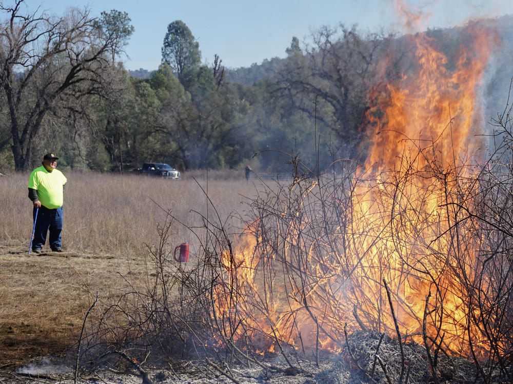 Goode looks on as sourberry bushes burn. After the bushes are burned in the winter, they sprout again in the spring.