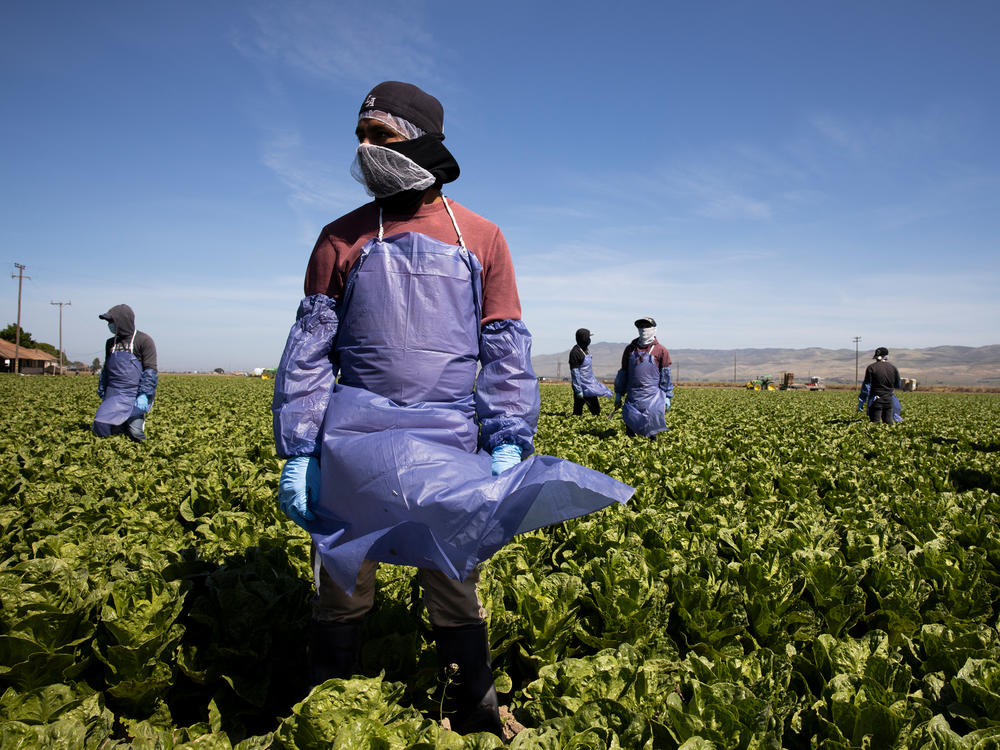 With the coronavirus spreading, farms try to keep workers like these in Greenfield, Calif. safe through physical distancing and other measures but advocates for laborers say protections are often not adequate.