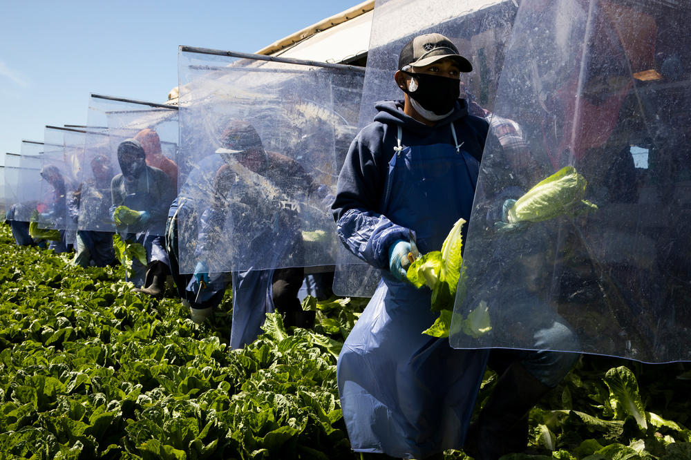 Fresh Harvest farm laborers harvest romaine lettuce on a machine with heavy plastic dividers that separate workers from each other in Greenfield, California, April 27, 2020.