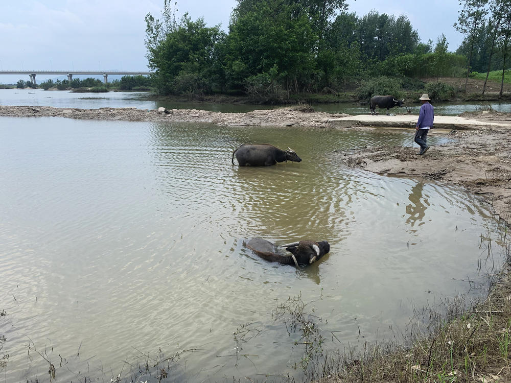 Farmer Ma Youxi herds his water buffaloes into the water. During the flooding last month, Ma says the dry land on which he stood was completely submerged.
