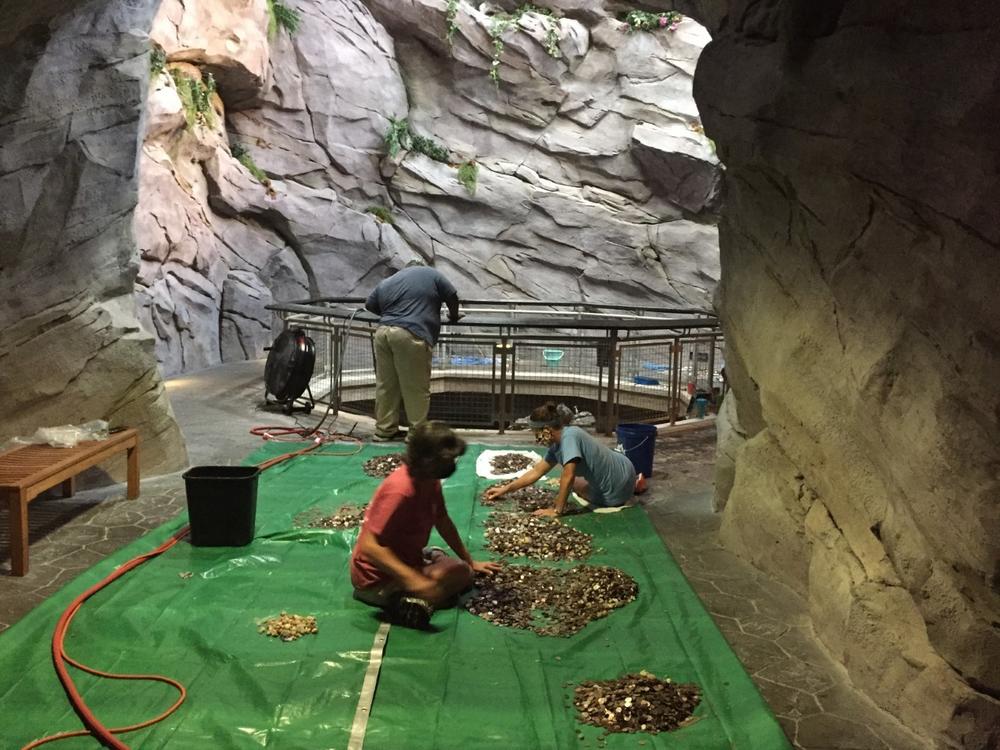 Staff at the North Carolina Aquarium at Pine Knoll Shores turned off a 30-foot waterfall and collected all the coins visitors had thrown into the water to make wishes. After cleaning the money, they'll put it toward the aquarium's expenses.