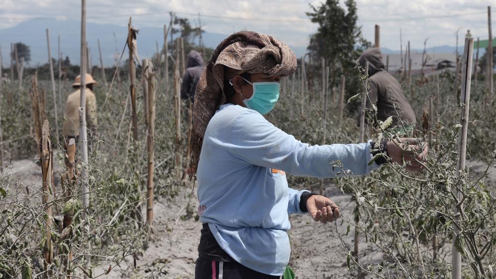 Farmers work in a field covered with ash following an eruption on Monday by Mount Sinabung at Sukatepu village in Karo, North Sumatra, a province on the Island of Sumatra.