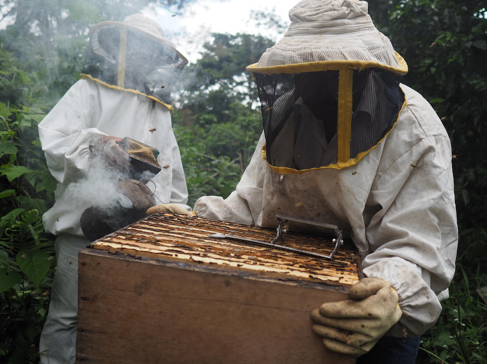 Domingo Enoc Toma López and a neighbor check on a hive in his coffee parcel.