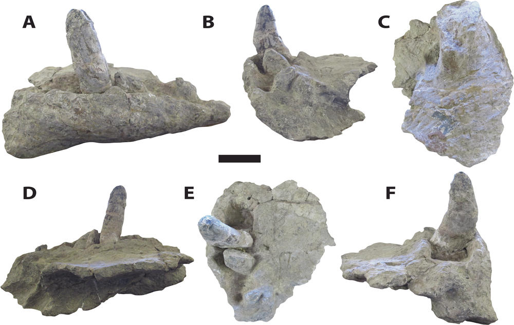 A new study of <em>Deinosuchus</em> or 