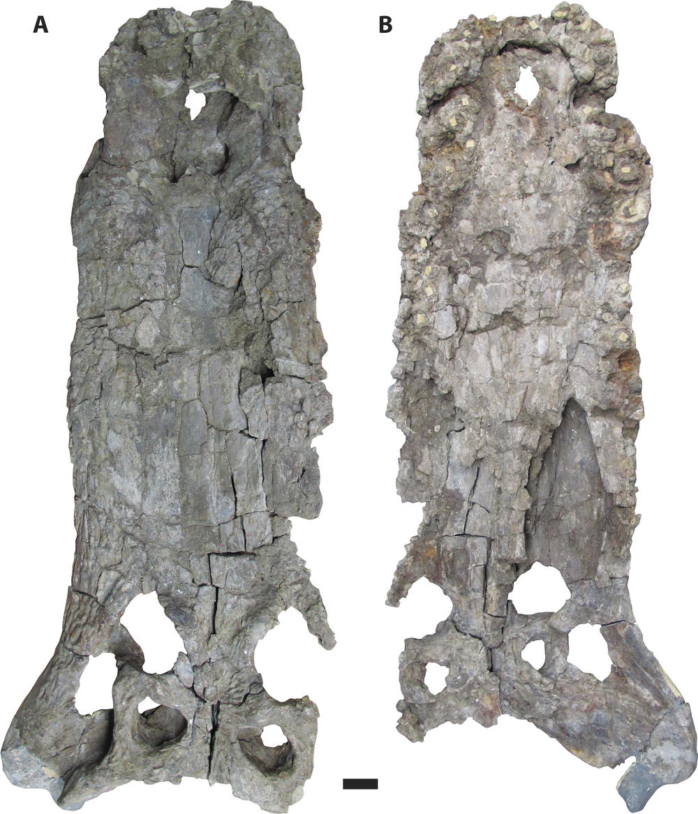 <em>Deinosuchus </em>were the largest semiaquatic predators in their environments and are known to have fed on large vertebrates, including dinosaurs. The photo shows a <em>Deinosuchus </em>skull in dorsal view (A) and a skull in ventral view (B).