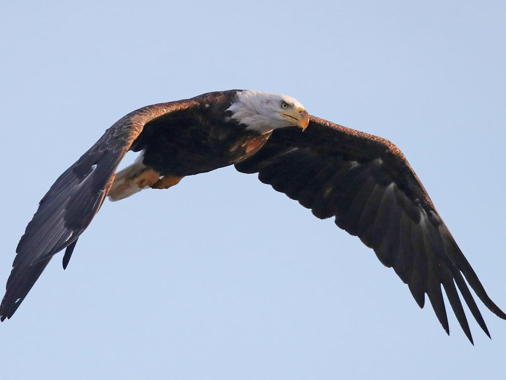 An American bald eagle flies over Mill Pond in Centerport, N.Y., in 2018. The bald eagle is one of the birds protected by the Migratory Bird Treaty Act.