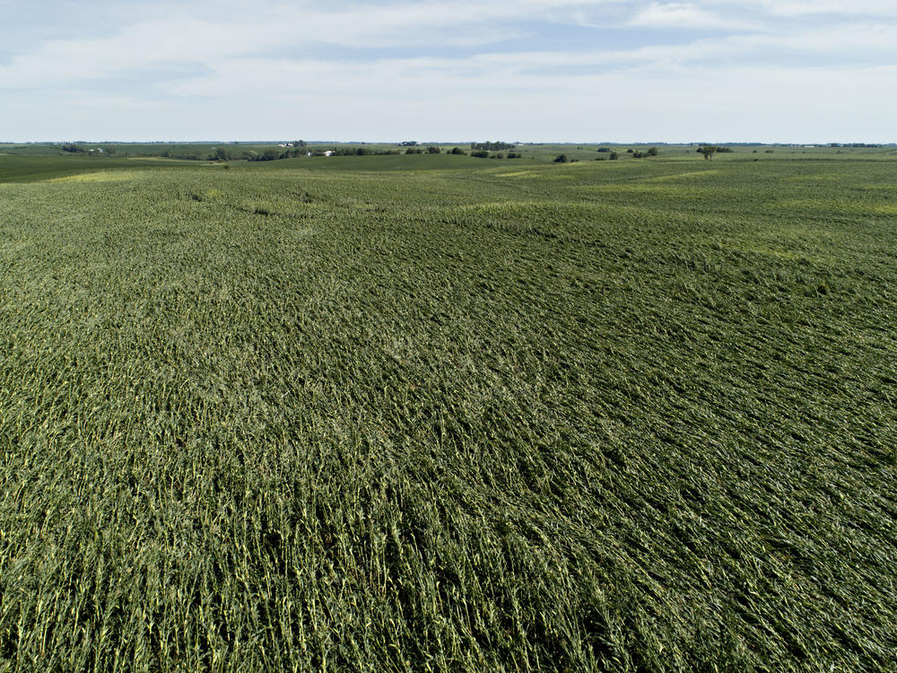 Corn plants are pushed over in a damaged field in Tama, Iowa. Iowa Gov. Kim Reynolds said that early estimates indicate that 10 million acres, or nearly a third of the state's cropland, was damaged in a powerful storm.