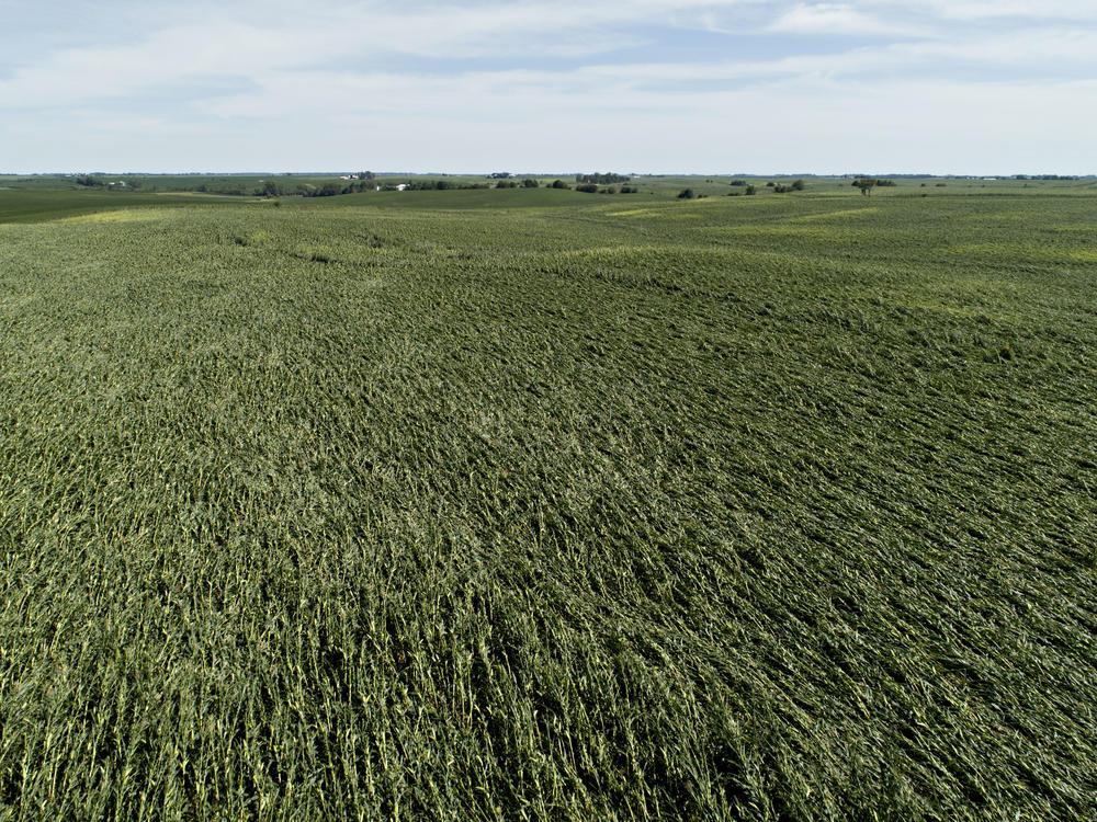 Corn plants are pushed over in a damaged field in Tama, Iowa. Iowa Gov. Kim Reynolds said that early estimates indicate that 10 million acres, or nearly a third of the state's cropland, was damaged in a powerful storm.