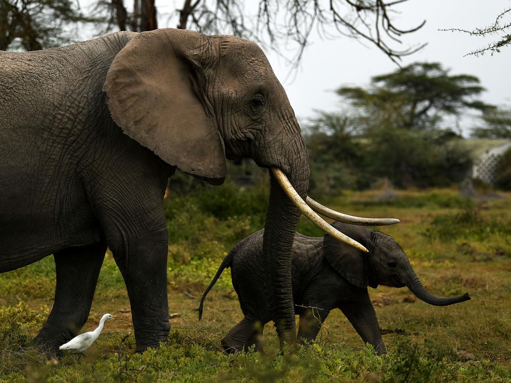 A mother elephant and her calf head for a nearby marsh at Kenya's Amboseli National Park on August 12.
