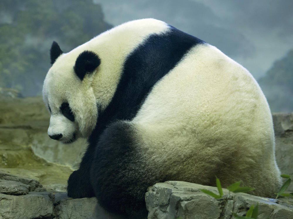 The National Zoo in Washington, D.C., says an ultrasound taken Friday showed what could be signs of a fetus in its panda Mei Xiang.