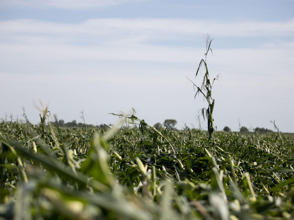 Corn plants are shown pushed over in a storm-damaged field on August 11 in Tama, Iowa. Iowa Gov. Kim Reynolds said that early estimates indicate that 10 million acres, or nearly a third of the state's crop land, was damaged in a powerful storm that battered the region a day earlier.