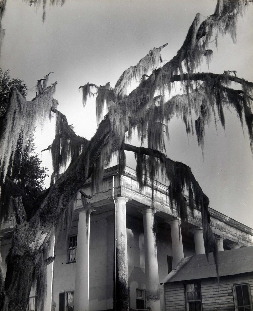 Clarence John Laughlin (American, 1905-1985), Moss Fingers, 1946, printed 1947, gelatin silver print. High Museum of Art, Atlanta, bequest of the artist, 1985.99. 