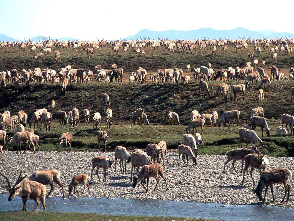Caribou from the Porcupine caribou herd are seen migrating onto the coastal plain of the Arctic National Wildlife Refuge in northeast Alaska. The Interior Department hopes to conduct a lease sale for oil and gas drilling in the coastal plain by the end of 2020.