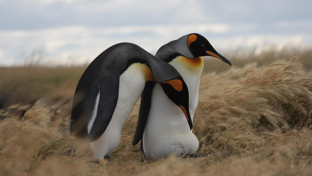 King penguins from the King penguin colony in Tierra del Fuego, Chile.