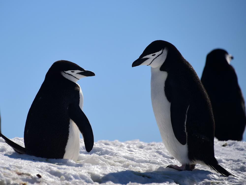 Barbijo penguins gather on South Shetland Islands, Antarctica, in 2019. But that's probably not where their ancestors lived.