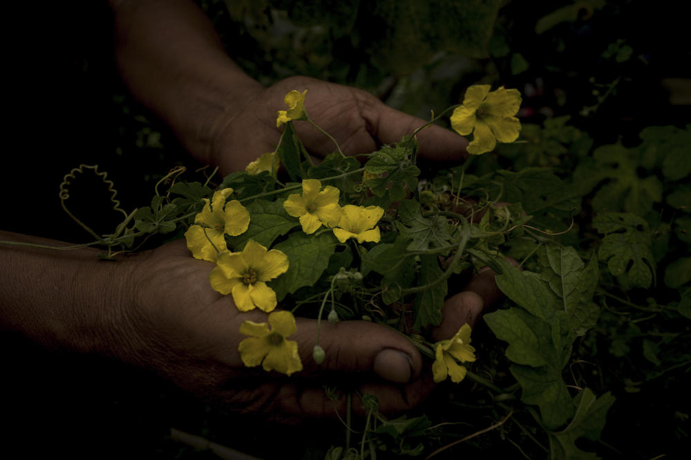 A Filipino abortionist holds up the flowers of the bitter gourd. Abortions are against the law in the Philippines, but some midwives and others will use bitter gourd — believed to cause a miscarriage when ingested — and other methods to terminate a pregnancy.
