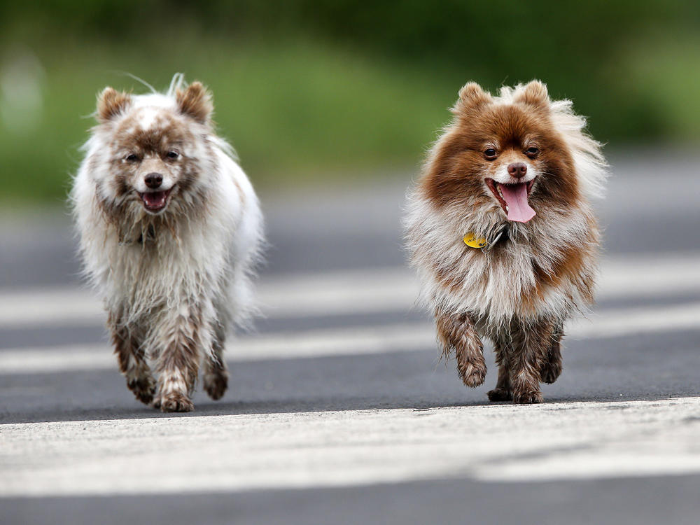 A proposed German law would require dogs to get exercise twice a day. Here, two pooches go for a walk in Frankfurt in 2016.