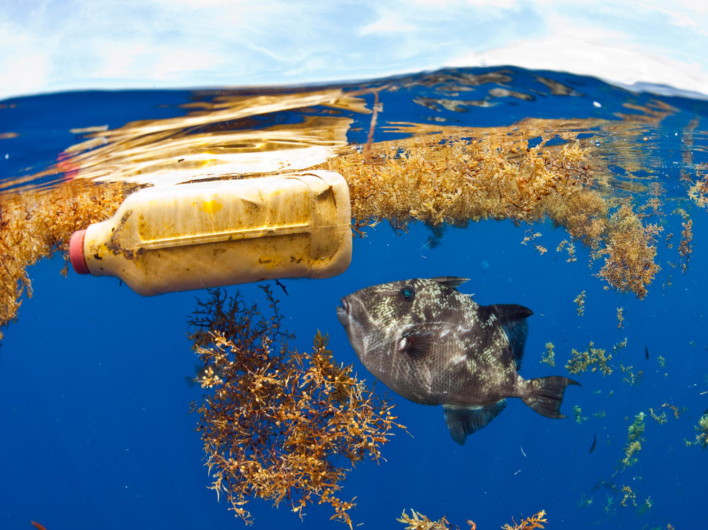 In addition to large plastic trash, researchers estimate that more than 21 million metric tons of tiny plastic debris are floating below the Atlantic Ocean's surface.