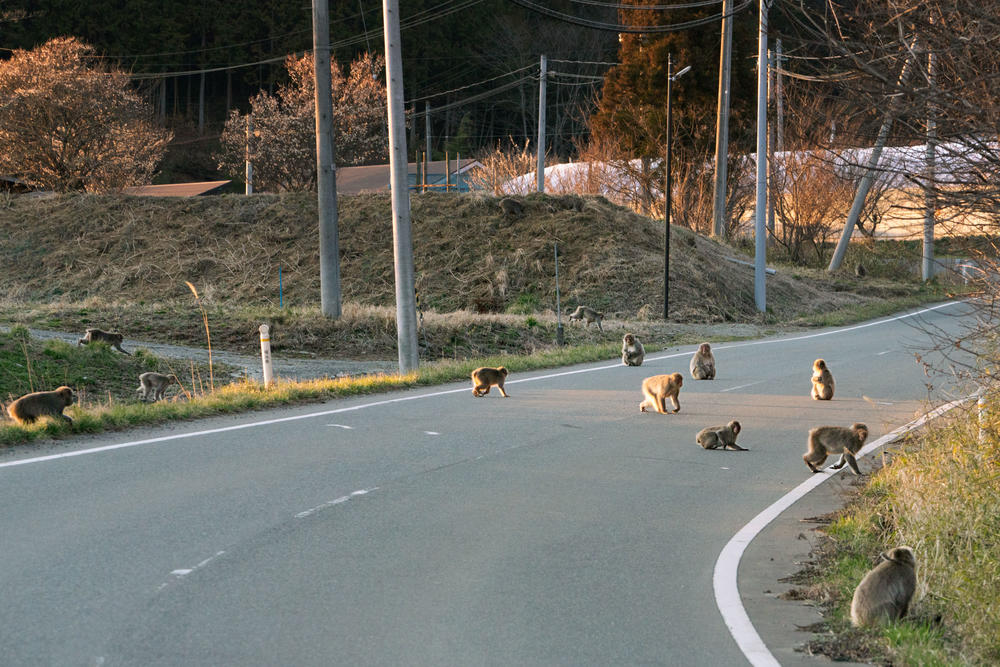 A troop of monkeys scampers across a road in Fukushima prefecture.