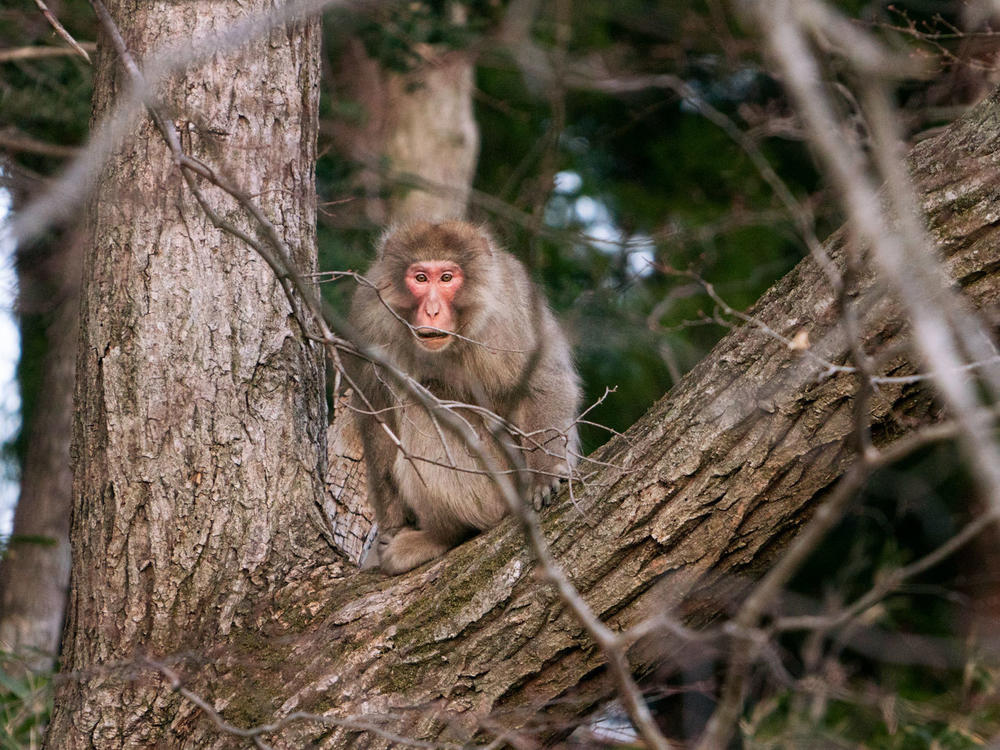A macaque monkey in a tree in Fukushima prefecture. After the 2011 nuclear disaster, towns and neighborhoods in Fukushima were left devoid of humans for years, and nature started to reclaim the space.