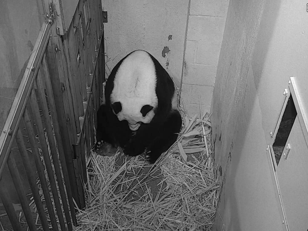 Smithsonian National Zoo's Giant Panda Gives Birth | Georgia Public