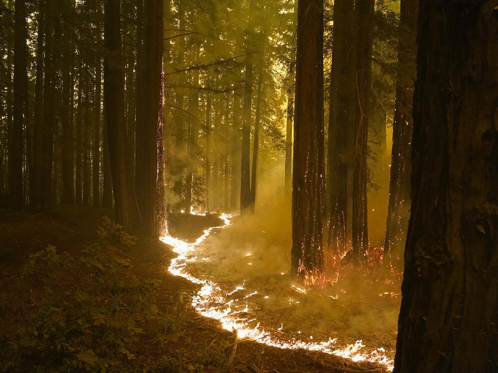 A redwood forest caught in the CZU Lightning Complex Fire on the Northern California coast.