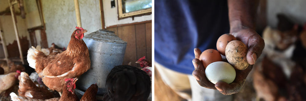 Chickens (left) gather around a feeder inside the trailer turned chicken coop. Daryl Minton holds eggs collected at one of the coops. The farm now sells close to 200 dozen eggs each week.