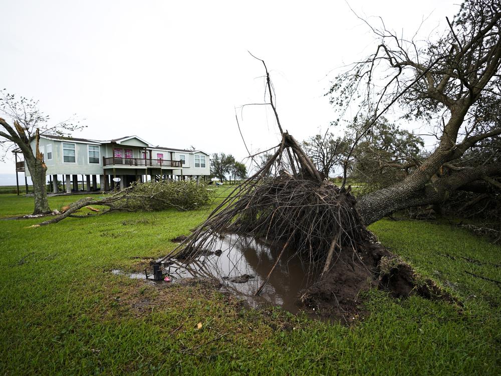 A tree is uprooted in the aftermath of Hurricane Laura Thursday in Sabine Pass, Texas.