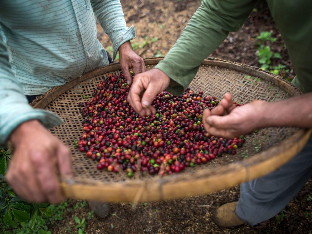 Farmers check coffee beans handpicked at their farm located in Forquilha do Rio, municipality of Dores do Rio Preto, Espirito Santo, Brazil.