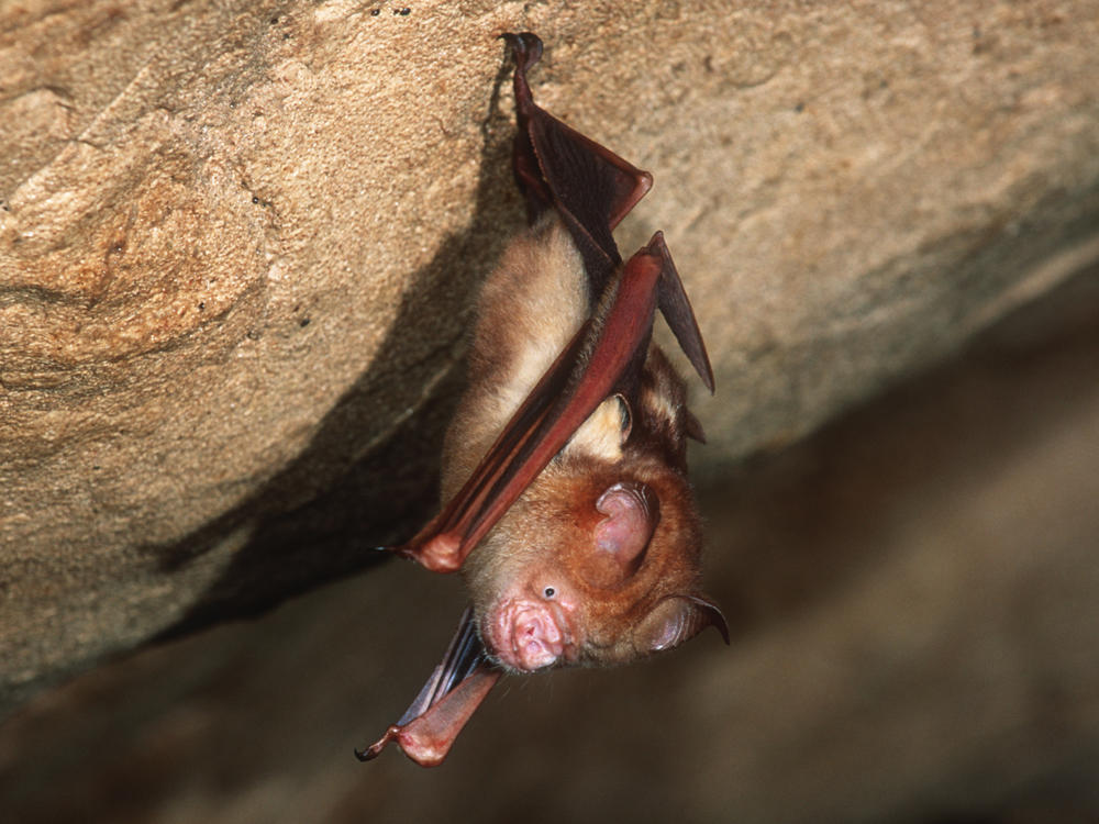 This Bornean horseshoe bat and other bat species can harbor coronaviruses. The nonprofit group EcoHealth Alliance had its NIH research money cut for a project in China on bats and coronaviruses this spring — but just got a new multimillion dollar grant from the agency.