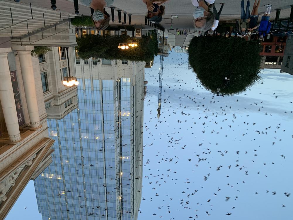 People have flocked to downtown Nashville, Tenn. the past few days to take in a rare sight: thousands of Purple Martins. The migratory birds, on their way south for the winter, rarely roost in urban areas.