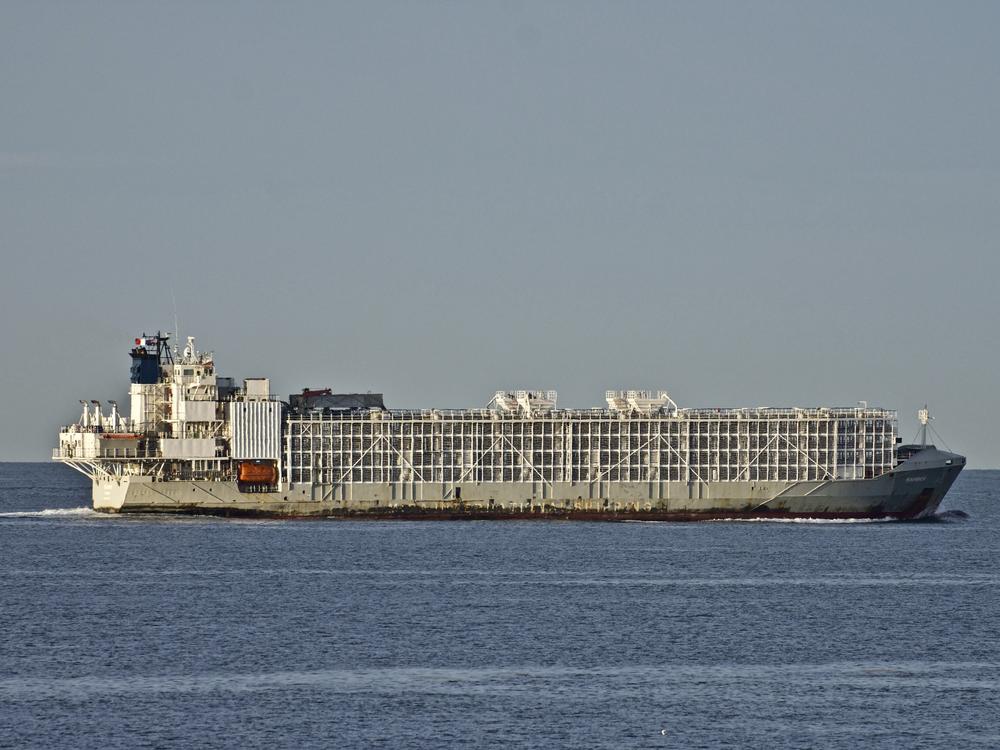 The Gulf Livestock 1 cargo vessel sails through Port Phillip heading into Bass Strait in Australia in April 2019. Japanese rescuers were searching Thursday for the livestock ship carrying more than 40 crew members and thousands of animals.