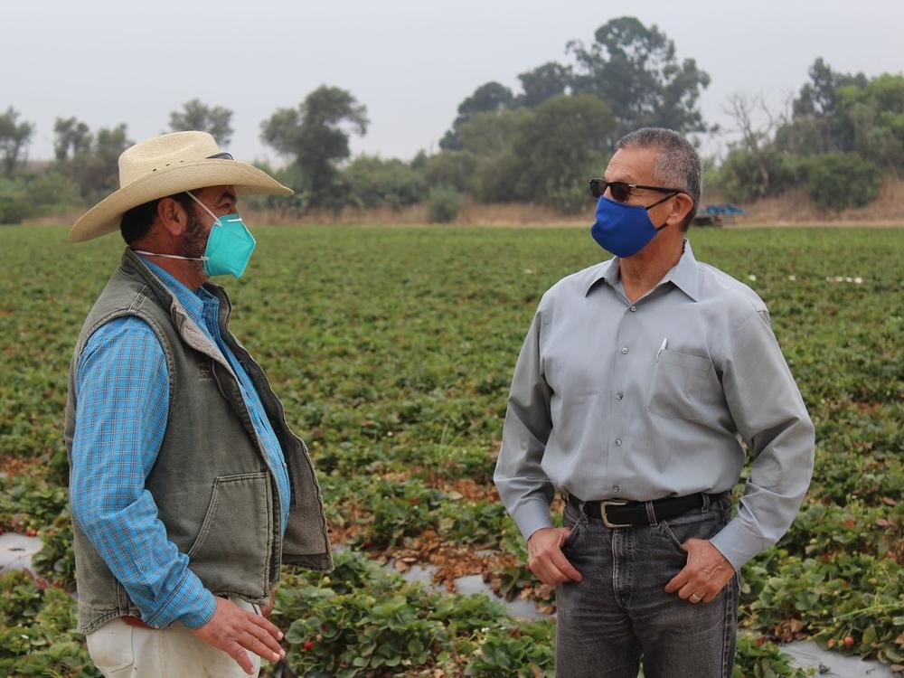Jesús Ahumada (left) oversees farm workers picking strawberries. He talks with Henry Gonzales, the Monterey County agricultural commissioner who secured more than 330,000 masks for farm workers there.