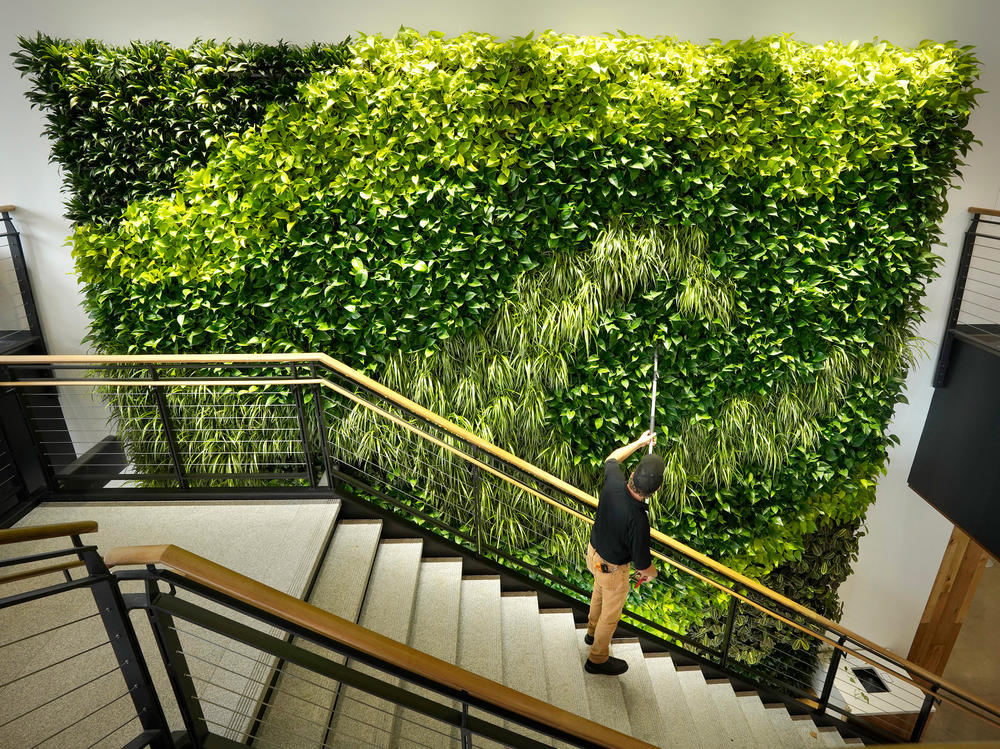 Architects say making the office more like the outdoors — with filtered air and good ventilation — will be a priority post-pandemic. This living wall in the Danielle N. Ripich Commons at the University of New England in Biddeford, Maine, is one such approach.