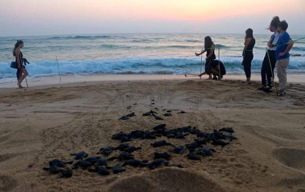 Volunteers watch over sea turtle hatchlings as they make their way down the beach in Lebanon.