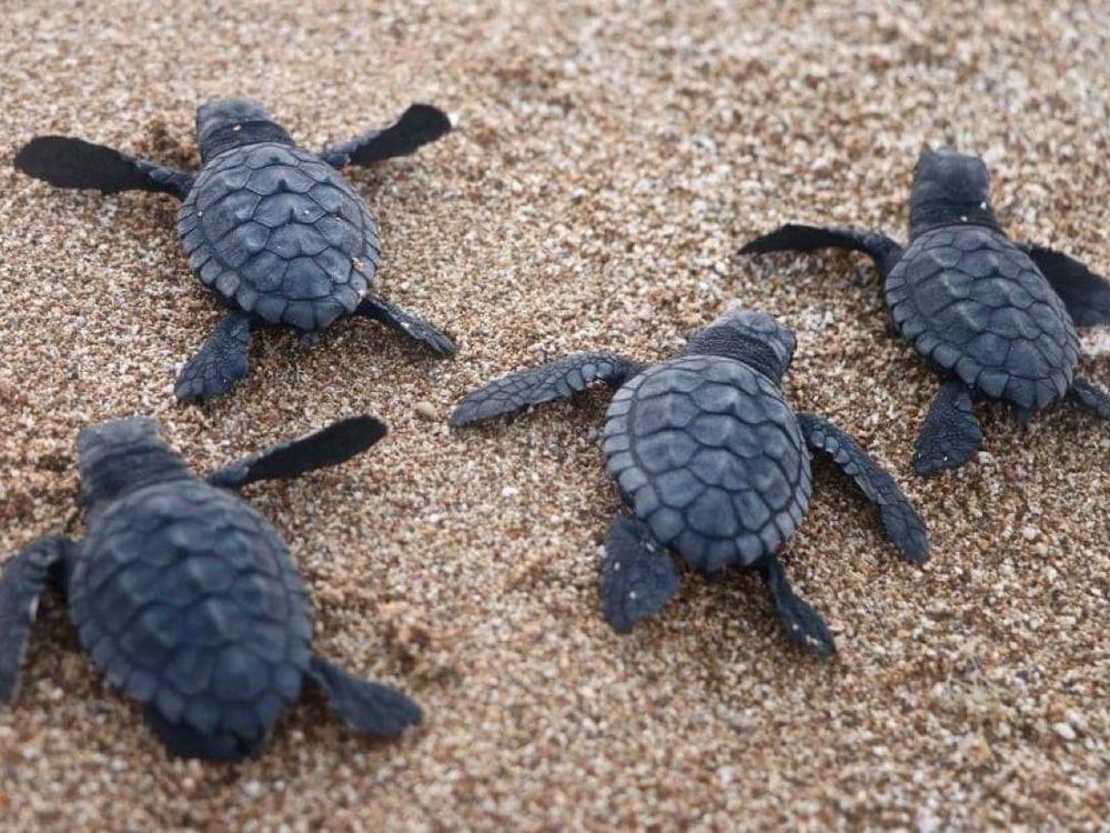 Sea turtle hatchlings make their way to the water last month at Al-Mansouri Beach in Lebanon, which is reporting a flourishing turtle population.
