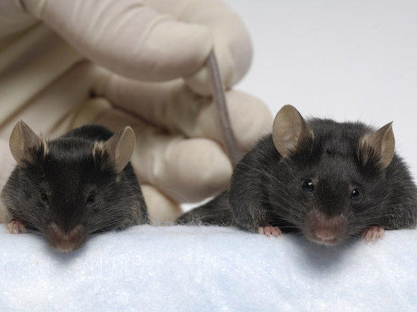 The mouse on the right has been engineered to have four times the muscle mass of a normal lab mouse. A drug to achieve the same effect was recently tested in space.