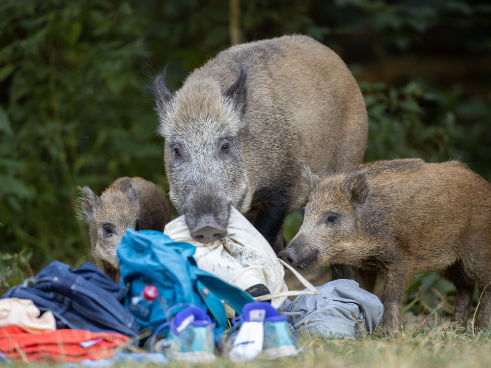 A wild boar and two of its young roam around Teufelssee, or Devil's Lake, in Germany in August.