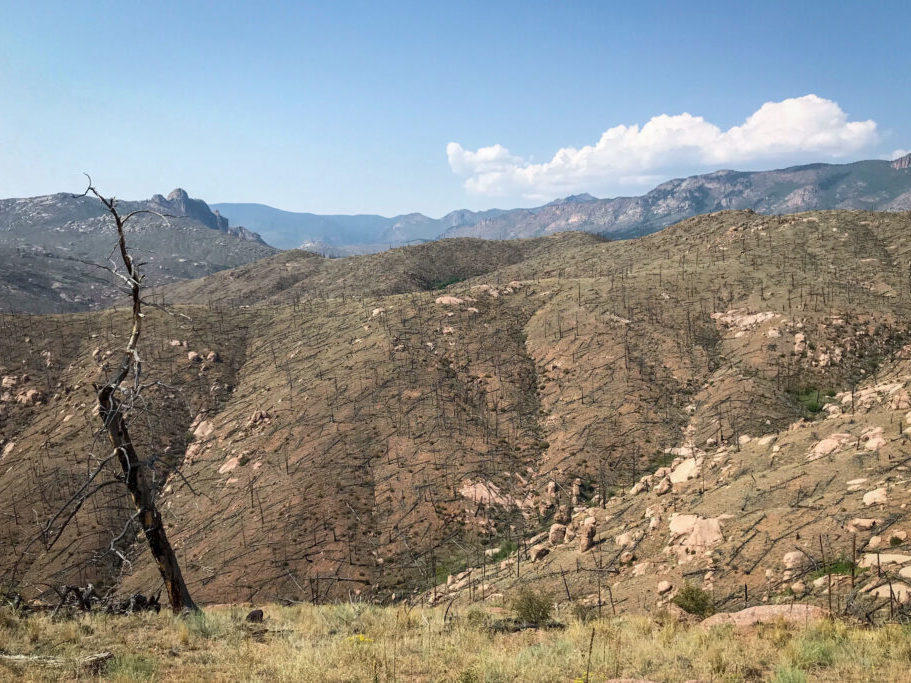 Nearly two decades after the 2002 Hayman fire in Colorado, this high-severity burn area near Cheesman Lake is still treeless.
