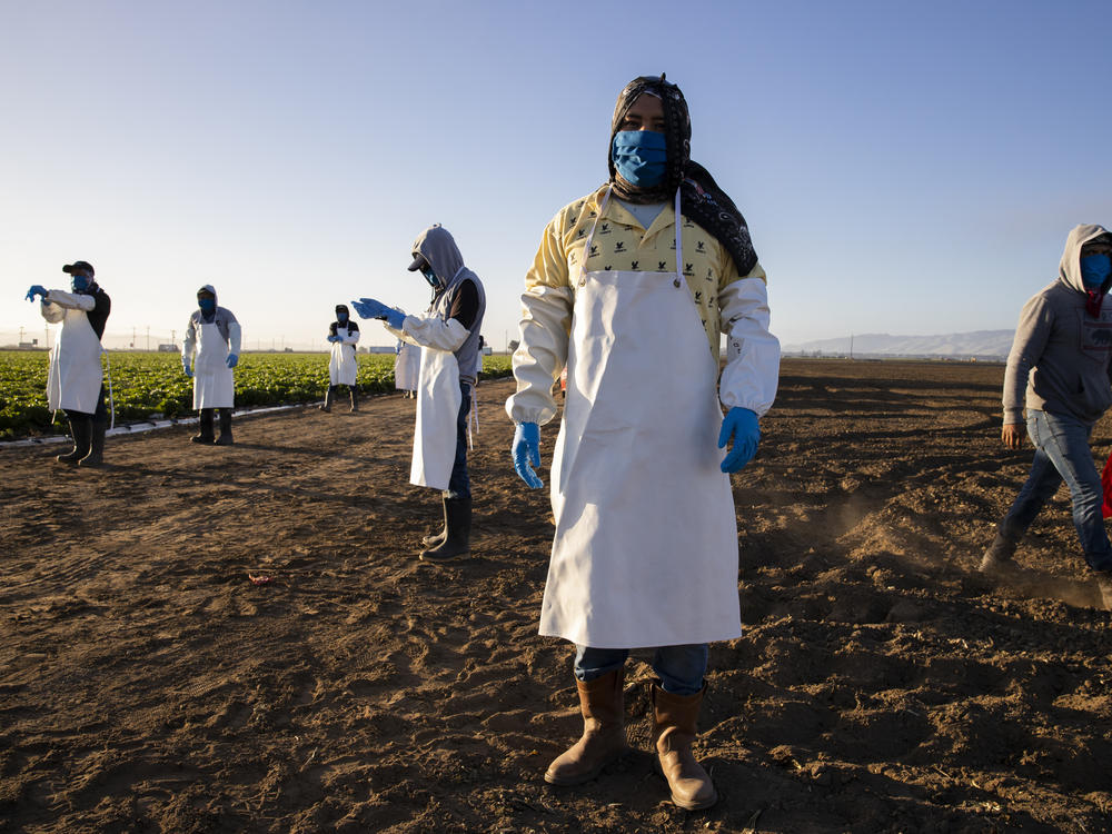 Before massive wildfires broke out in California, farmworkers already had to take extra precautions for COVID-19. Now they must worry about dangerous air from wildfires. In this photo, farmworkers arrive early in the morning to begin harvesting on April 28 in Greenfield, Calif.