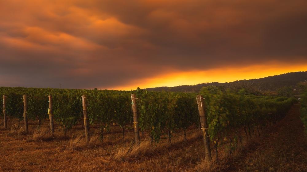 Rows of pinot noir grapevines sit under a blanket of dense smoke from wildfires last week in Oregon's Arlyn Vineyard.