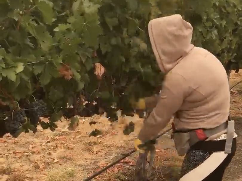Maricela, shown here picking grapes in southern Oregon this week, says she can't think about the long-term health effects of the smoke from wildfires. She asked NPR to use only her first name because she doesn't have work papers.
