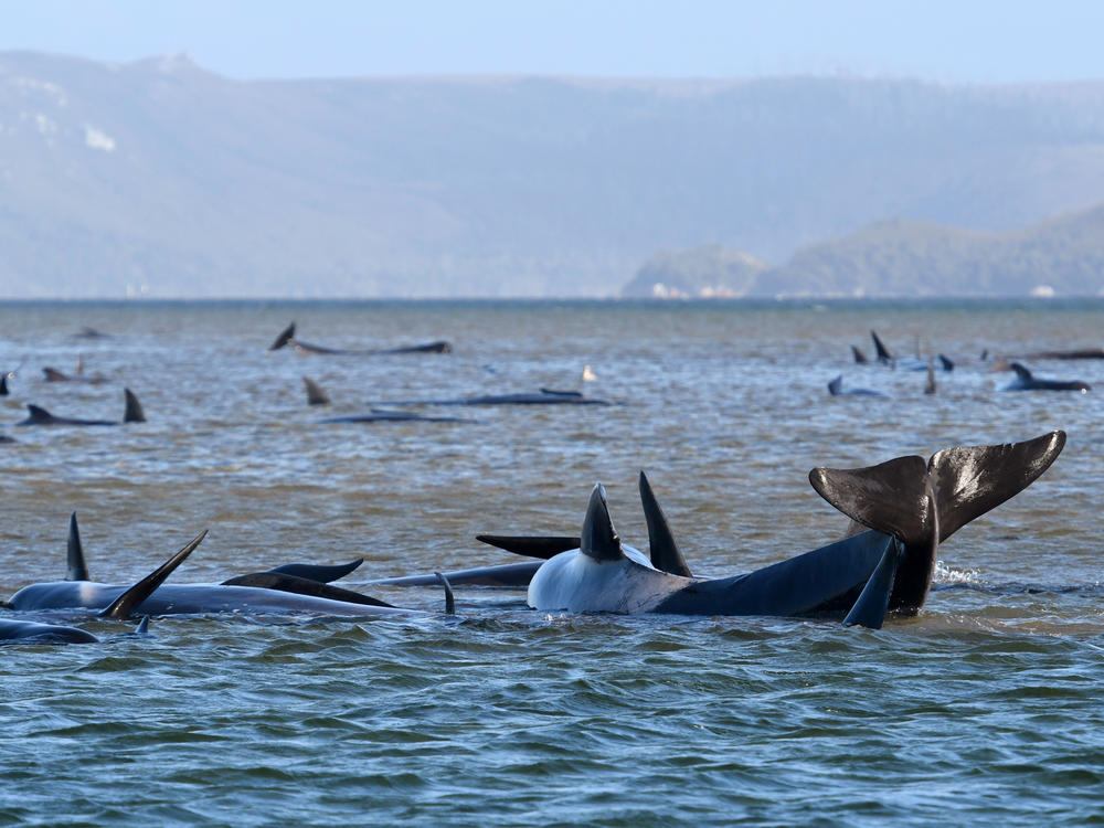 Pilot whales lie stranded on a sandbar Monday near Strahan, Australia. Marine conservationists have been deployed to the scene on Tasmania's west coast to try to rescue the whales.