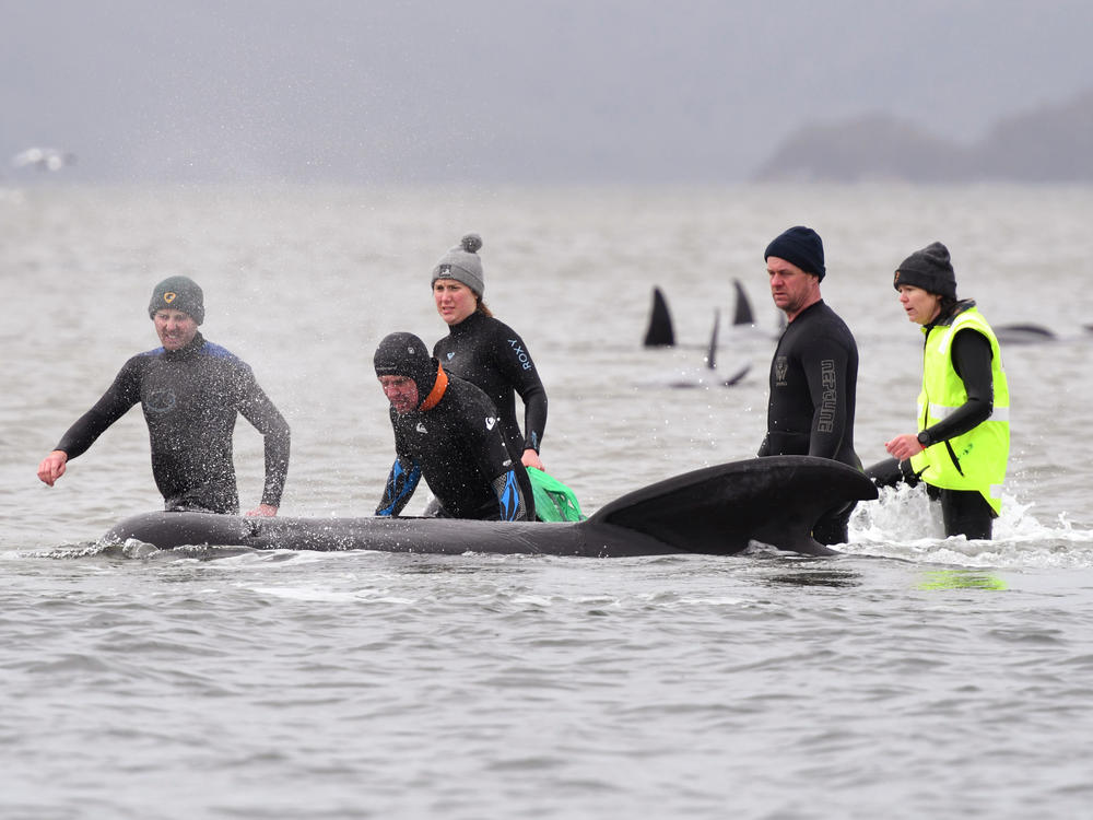 Members of a rescue crew work to free a whale from a sandbar off the coast of Tasmania, Australia, on Tuesday. About 380 pilot whales have died in the mass stranding, one of the largest ever recorded.