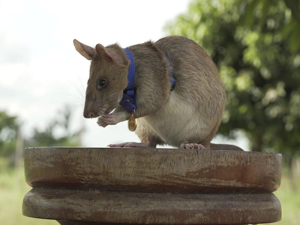 Magawa, a rat that has been trained to detect explosives, was awarded the PDSA Gold Medal on Friday for bravery in searching out unexploded land mines in Cambodia.