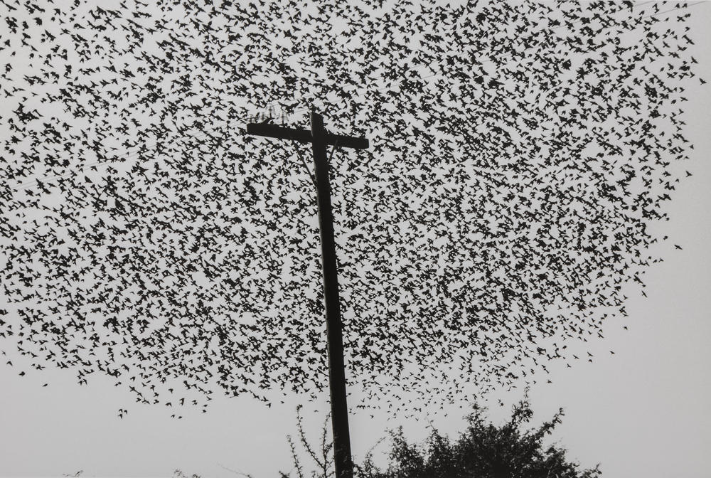 <em>Birds on the Pole</em>.